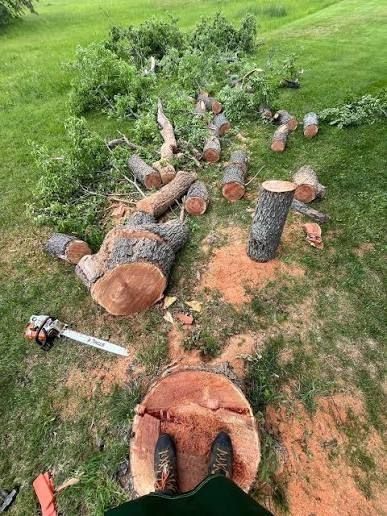 Close-up of a chainsaw cutting through a tree trunk